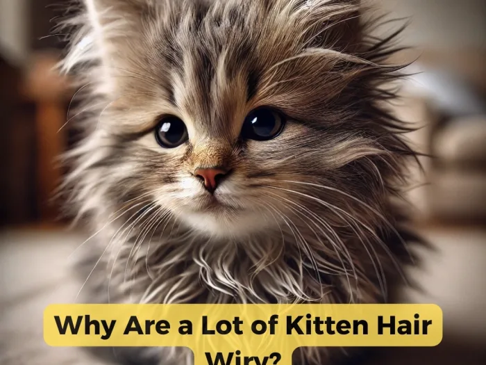 Why Are a Lot of Kitten Hair Wiry