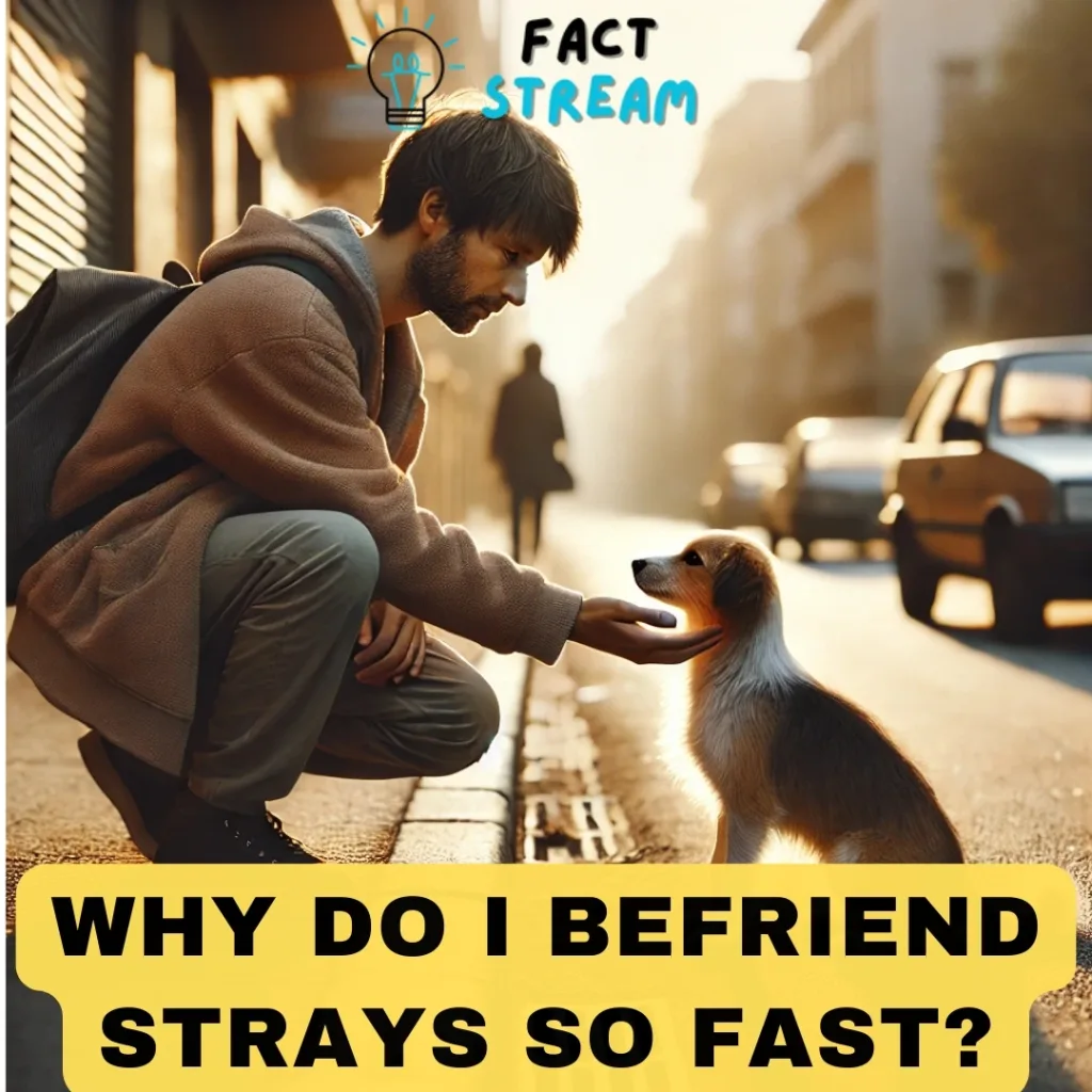 Why Do I Befriend Strays So Fast