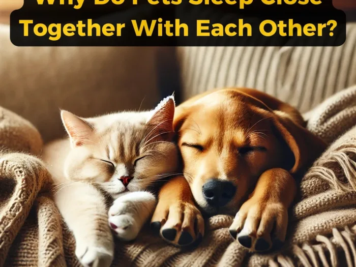 Why Do Pets Sleep Close Together With Each Other