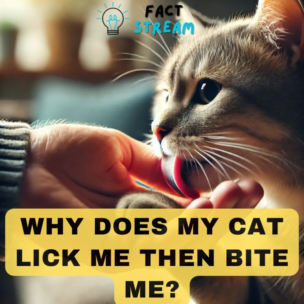 Why Does My Cat Lick Me Then Bite Me