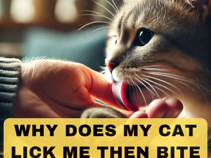 Why Does My Cat Lick Me Then Bite Me