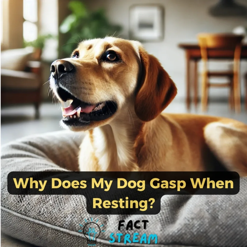 Why Does My Dog Gasp When Resting