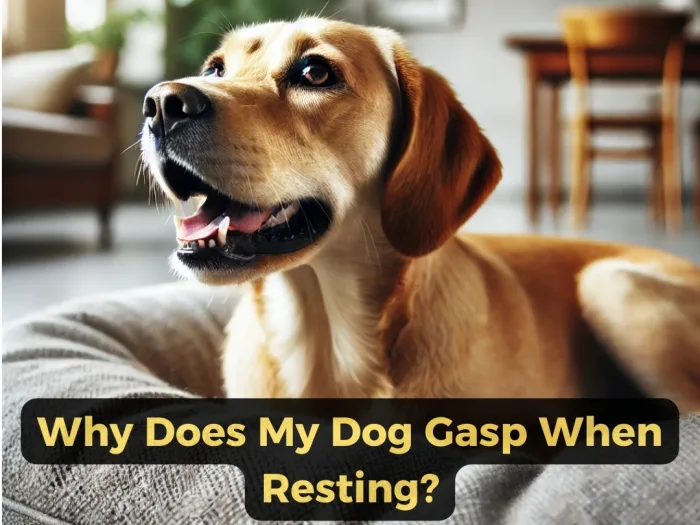 Why Does My Dog Gasp When Resting