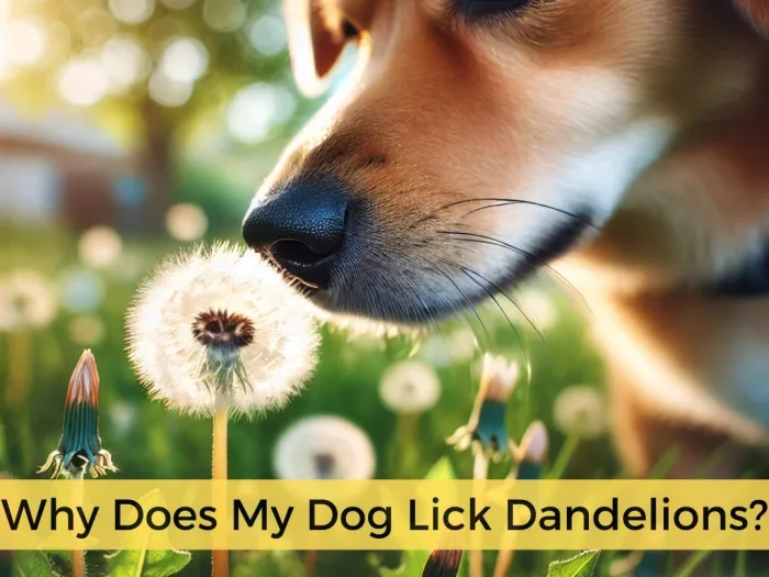 Why Does My Dog Lick Dandelions