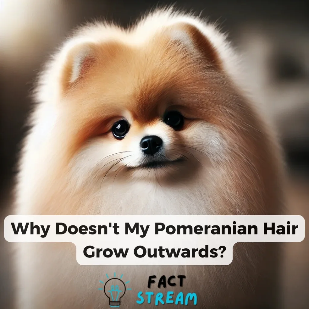 Why Doesn't My Pomeranian Hair Grow Outwards