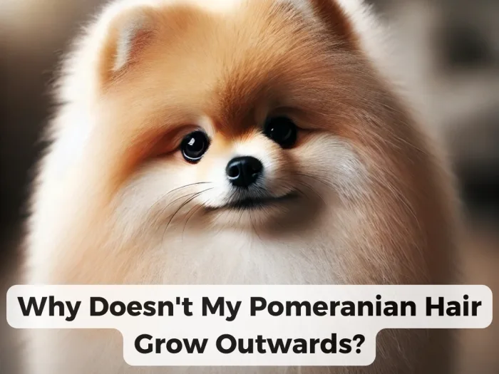 Why Doesn't My Pomeranian Hair Grow Outwards