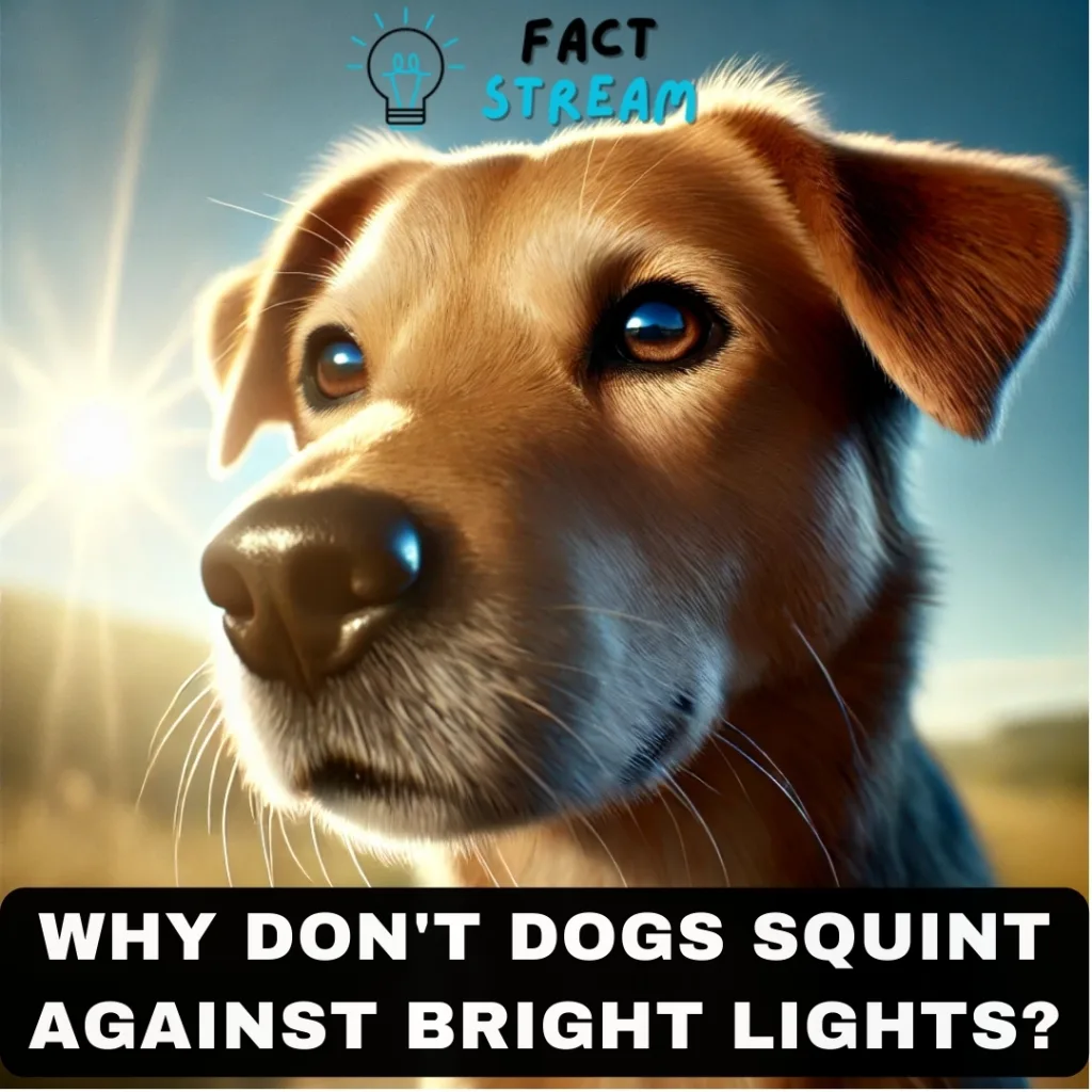 Why Don't Dogs Squint Against Bright Lights