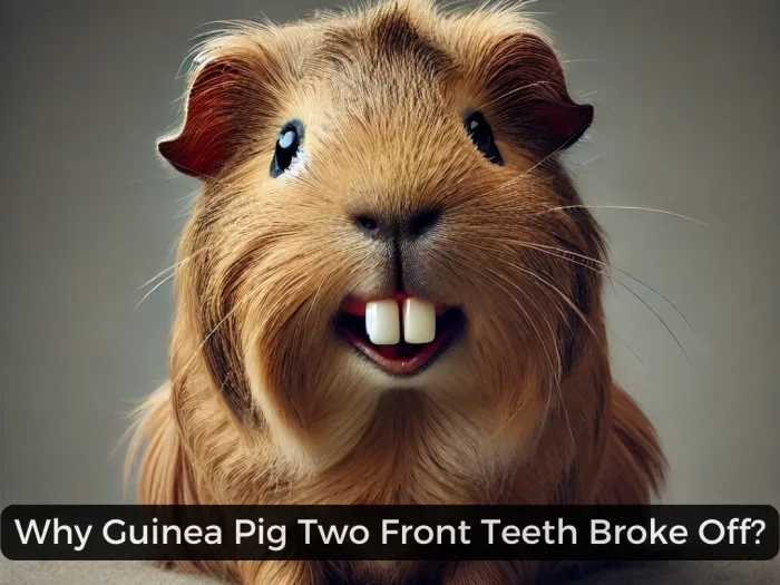 Why Guinea Pig Two Front Teeth Broke Off