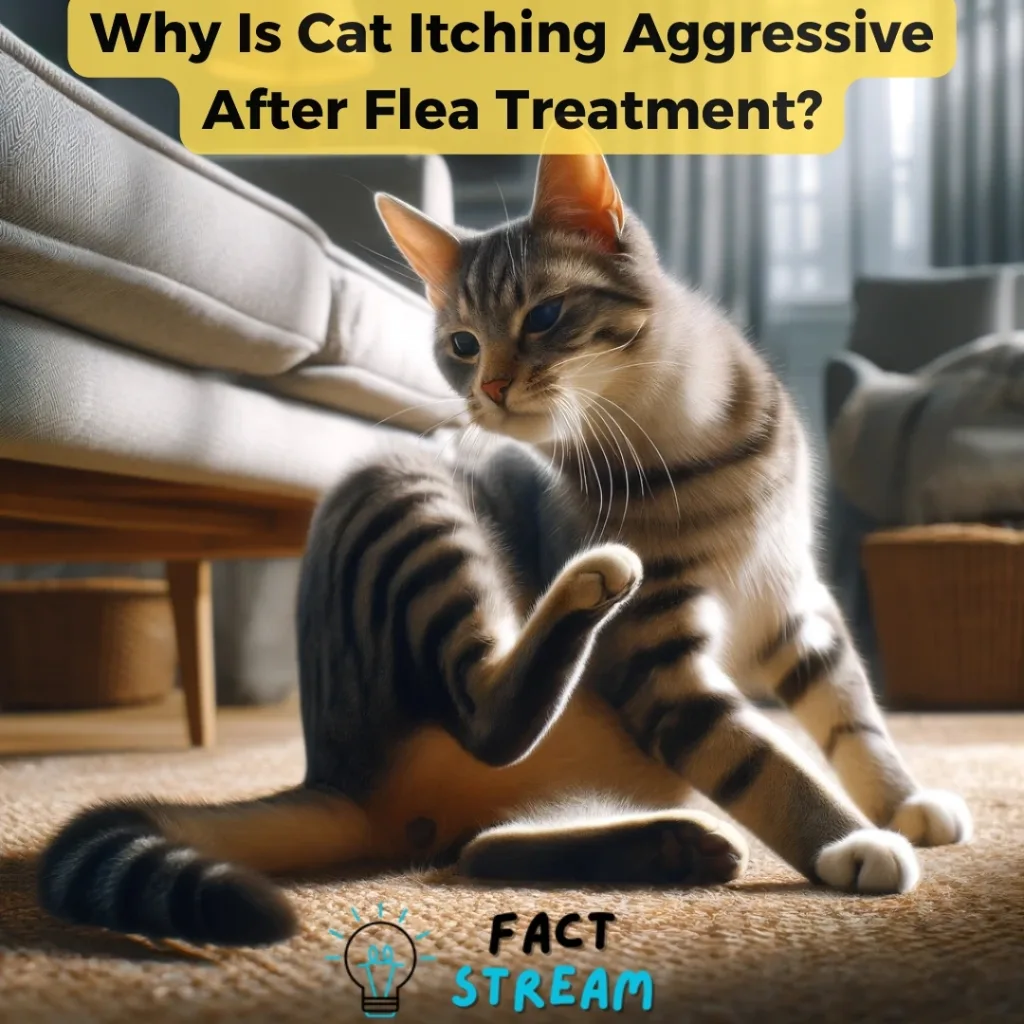 Why Is Cat Itching Aggressive After Flea Treatment